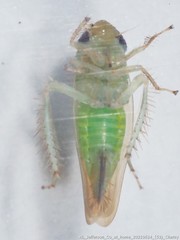 Doleranus vividus