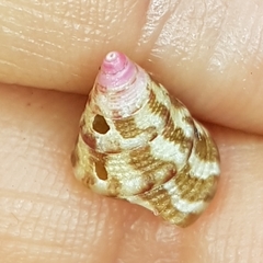 Jujubinus exasperatus