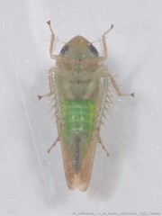 Doleranus vividus