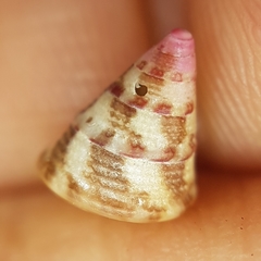 Jujubinus exasperatus