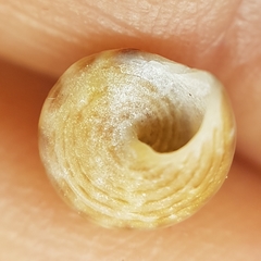 Jujubinus exasperatus