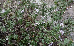 Ceanothus jepsonii