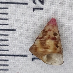 Jujubinus exasperatus