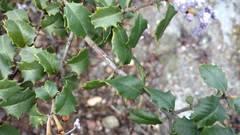 Ceanothus jepsonii