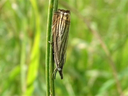 Juostuotasis Žolinis Ugniukas nuotrauka