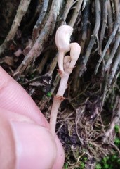 Didymoplexis pallens