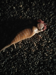 Tiliqua multifasciata