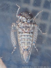 Paraphlepsius cornutus