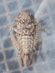 Paraphlepsius cornutus