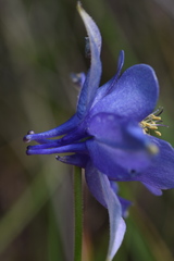 Aquilegia confusa