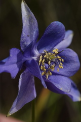 Aquilegia confusa