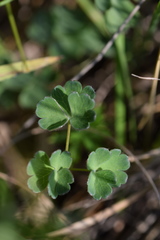 Aquilegia confusa