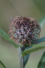 Centaurea rhaetica