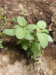 Magnoliopsida