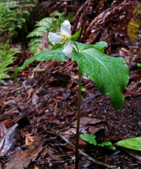 Trillium ovatum ovatum