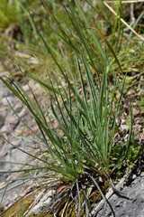 Hieracium porrifolium