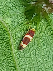 Erythroneura vitis