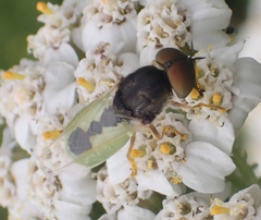 Odontomyia hydroleon