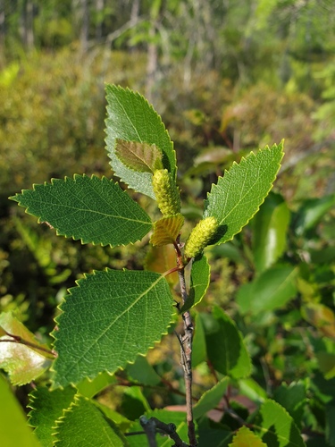 bog birch (Betula pumila)