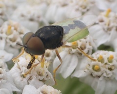 Odontomyia hydroleon