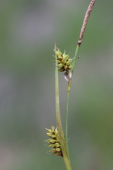 Carex hostiana