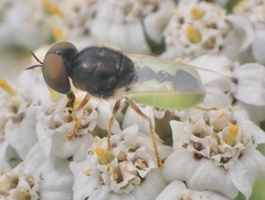Odontomyia hydroleon