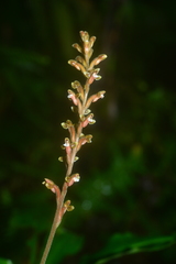 Erythrodes