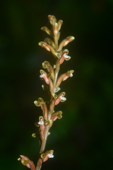 Erythrodes