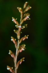 Erythrodes