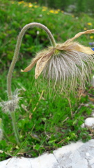 Pulsatilla vernalis