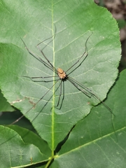 Leiobunum euserratipalpe