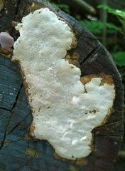 Antrodia heteromorpha