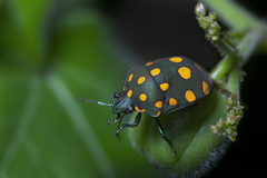 Pachycoris fabricii