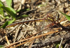 Phanogomphus minutus