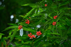 Aucuba chinensis