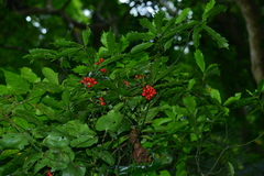 Aucuba chinensis