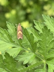 Dichrorampha alpinana