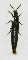 Philonthus concinnus