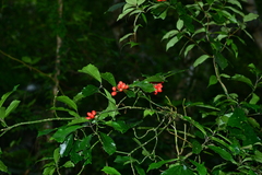 Aucuba chinensis