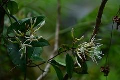 Anodendron benthamianum