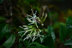 Anodendron benthamianum