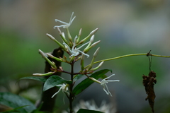 Anodendron benthamianum