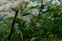 Anodendron benthamianum