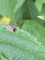 Dichrorampha alpinana