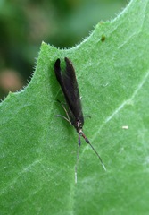 Coleophora deauratella