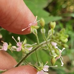 Circaea lutetiana image