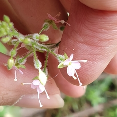 Circaea lutetiana image