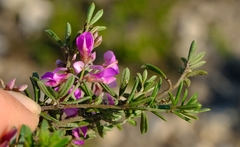 Indigofera sp11