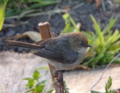 Psaltriparus minimus