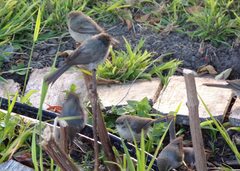 Psaltriparus minimus